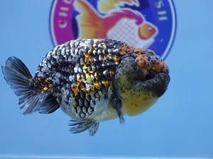 High Quality Fancy Goldfish