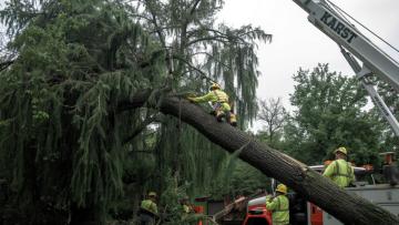 Professional Tree Care Service Oneida NY | Keep Your Property Safe & Vibrant