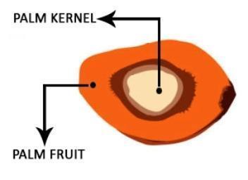 The unique and best quality of Palm is that it produces two types of oil: Palm Oil and Palm Kernel o