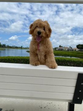 Palm Beach Goldendoodles