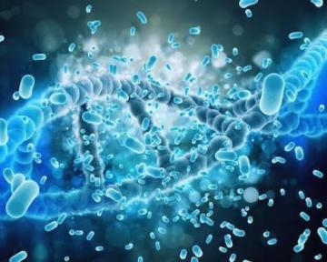 Lactobacillus Rhamnosus Manufacturers