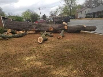 Francisco's Tree Services