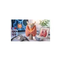 Can a Thyroid Specialist Doctor Help With Unexplained Weight Gain?