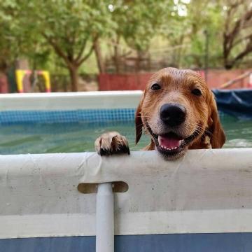 Pet boarding service in New Delhi