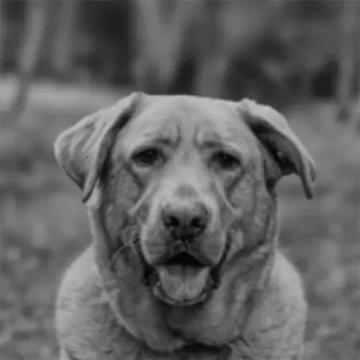 Pet Hospice, Pet Euthanasia, Senior Care and End of Life Care