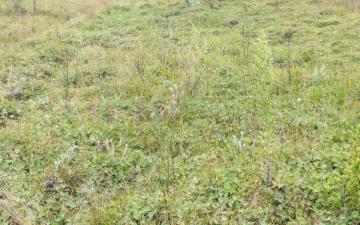 8000 Acres for Sale at Sugurui Segera Mutara neighbouring ADC in Laikipia KENYA