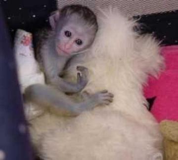 Wonderful Lovely Capuchin monkey for adoption