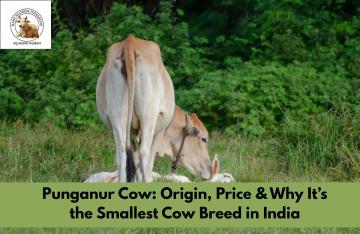 Premium Red Sindhi Cow – Best Desi Milch Breed for High Milk Yield