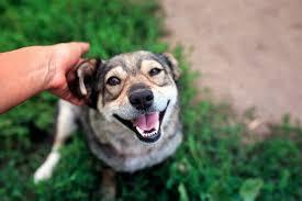 Find Professional Dog Walkers and Pet Care Experts