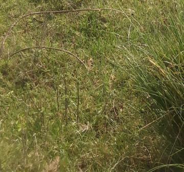 1,100 Acres for Sale in Laikipia North, Rumuruti KENYA Ksh. 200K/Acre
