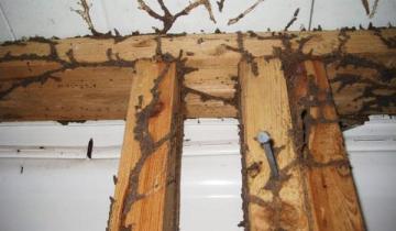 Termite Exterminating Near Hancock Park