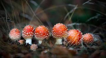 Buy mushrooms online
