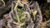 6 WEED STRAINS GIVEAWAY