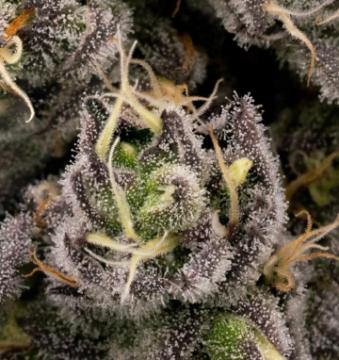 6 WEED STRAINS GIVEAWAY