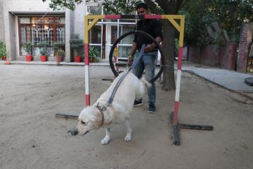 Pet boarding service in New Delhi