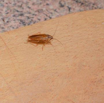 Best Roach Exterminator Near Me – Family-Friendly Protection