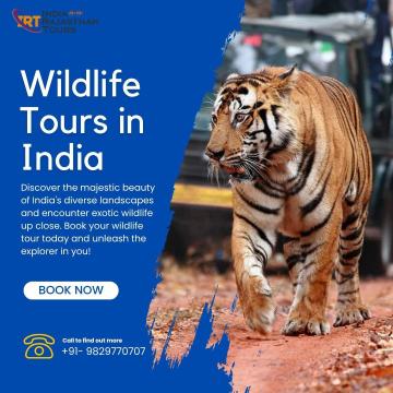 Explore the Wild Side with Wildlife Tours in India