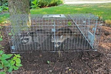 Raccoon Removal Mississauga