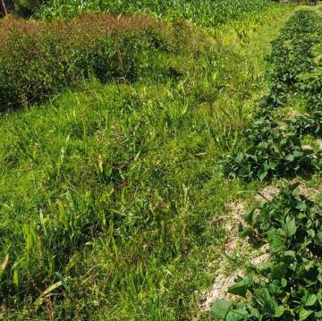 2,000 Acres Prime Agricultural land to lease in Nanyuki Laikipia county Ksh. 20,000/Acre/Year