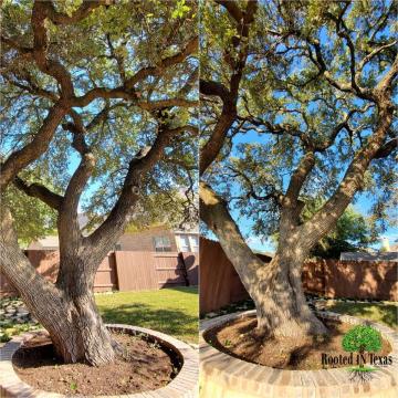 Rooted In Texas Tree Care