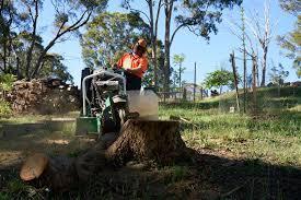 Best Stump Grinding Near Me – Safe & Efficient Work