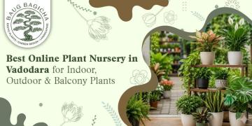 Low maintenance indoor plants in Vadodara | baugbagicha