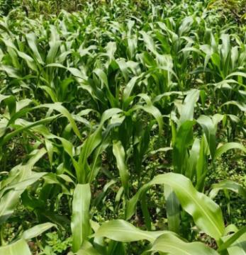 2,000 Acres Prime Agricultural land to lease in Nanyuki Laikipia county Ksh. 20,000/Acre/Year