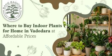 Low maintenance indoor plants in Vadodara | baugbagicha