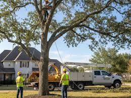 Professional Tree Service in Buffalo NY
