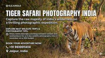 India’s Ultimate Tiger Photography Experience