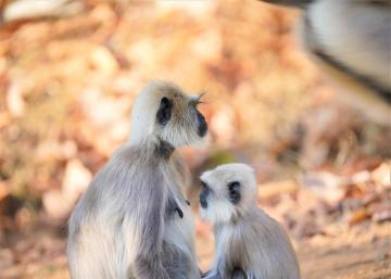 Explore Inspiring Living in Harmony with Nature | Sajin Kumar