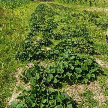 2,000 Acres Prime Agricultural land to lease in Nanyuki Laikipia county Ksh. 20,000/Acre/Year