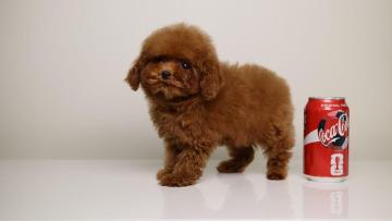 Luxury European Toy Poodles, Teacup Poodles, and Pomeranians – Puppies from Europe