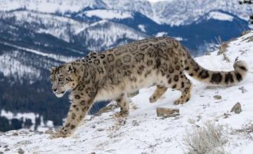 Spiti Valley Snow Leopard Tours | Wildlife Expedition with Raacho Trekkers