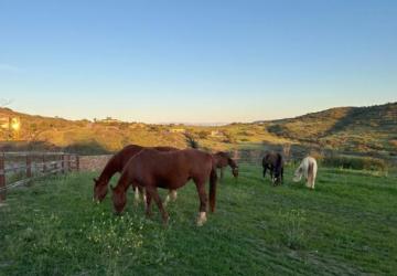 How to Choose the Best Horse Boarding for Comfort, Safety, and Long-Term Care