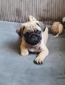 Pug puppies for sale