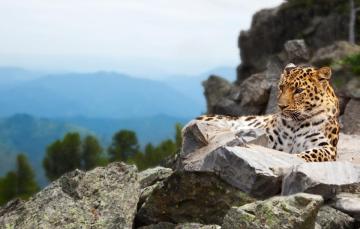 Spiti Valley Snow Leopard Tours | Raacho Trekkers