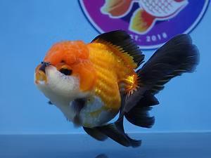 Buy Goldfish Online