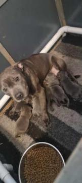 blue Staffordshire bull terrier puppies-