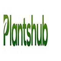 Affordable Money Plant Online for Every Home | Plantshub