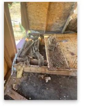 Henrys Bees Removal Service