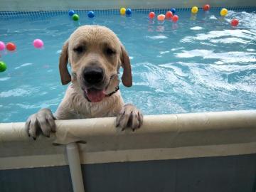 Pet boarding service in New Delhi