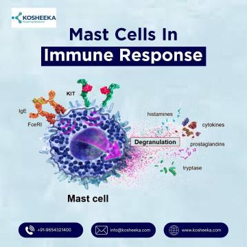 Mast Cells in Immune Response