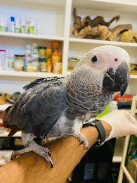 Healthy & Well-Socialized African Grey Parrots for Sale