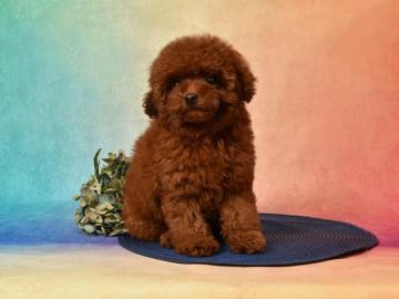 Luxury European Toy Poodles, Teacup Poodles, and Pomeranians – Puppies from Europe