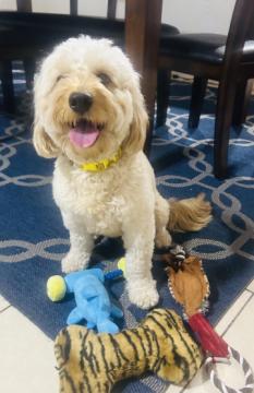 Palm Beach Goldendoodles