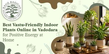 Best online plant nursery in Vadodara | baugbagicha