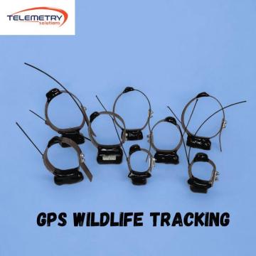 Why Experts Trust GPS Wildlife Tracking Technology Today ?