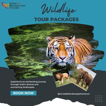 Explore India's Wild Wonders with India Rajasthan Tours