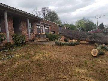 Francisco's Tree Services